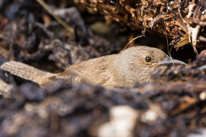 Cobbs Wren